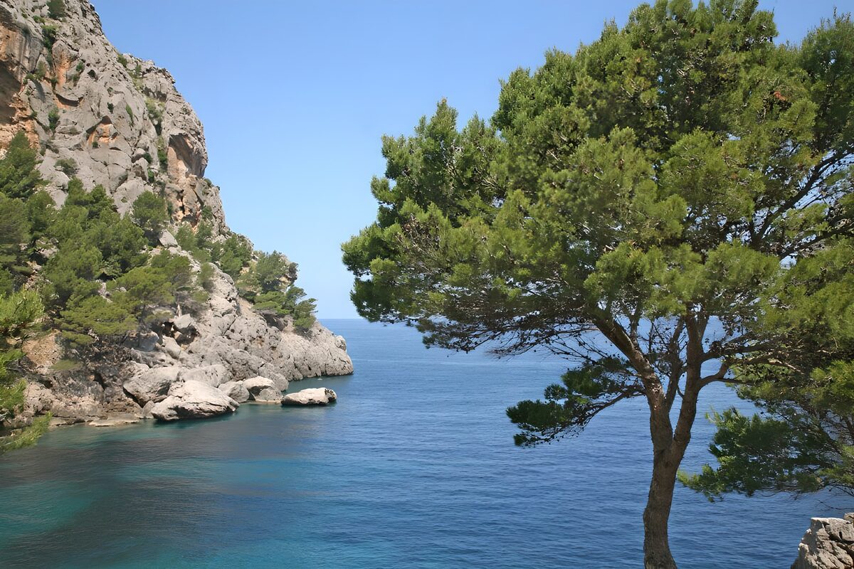 Falaise en bord de mer avec arbre