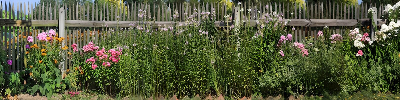 TPFR29514: Jardin coloré près de la clôture