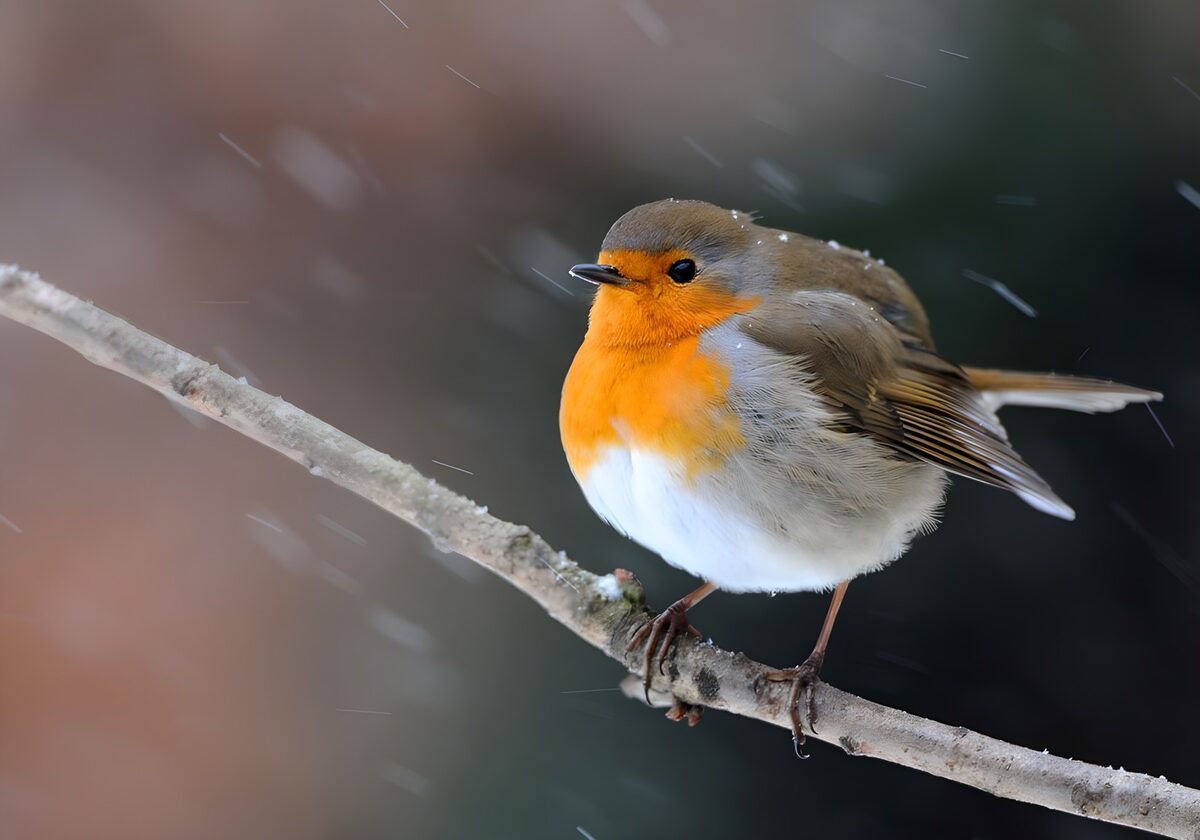 Le rouge-gorge dans la neige