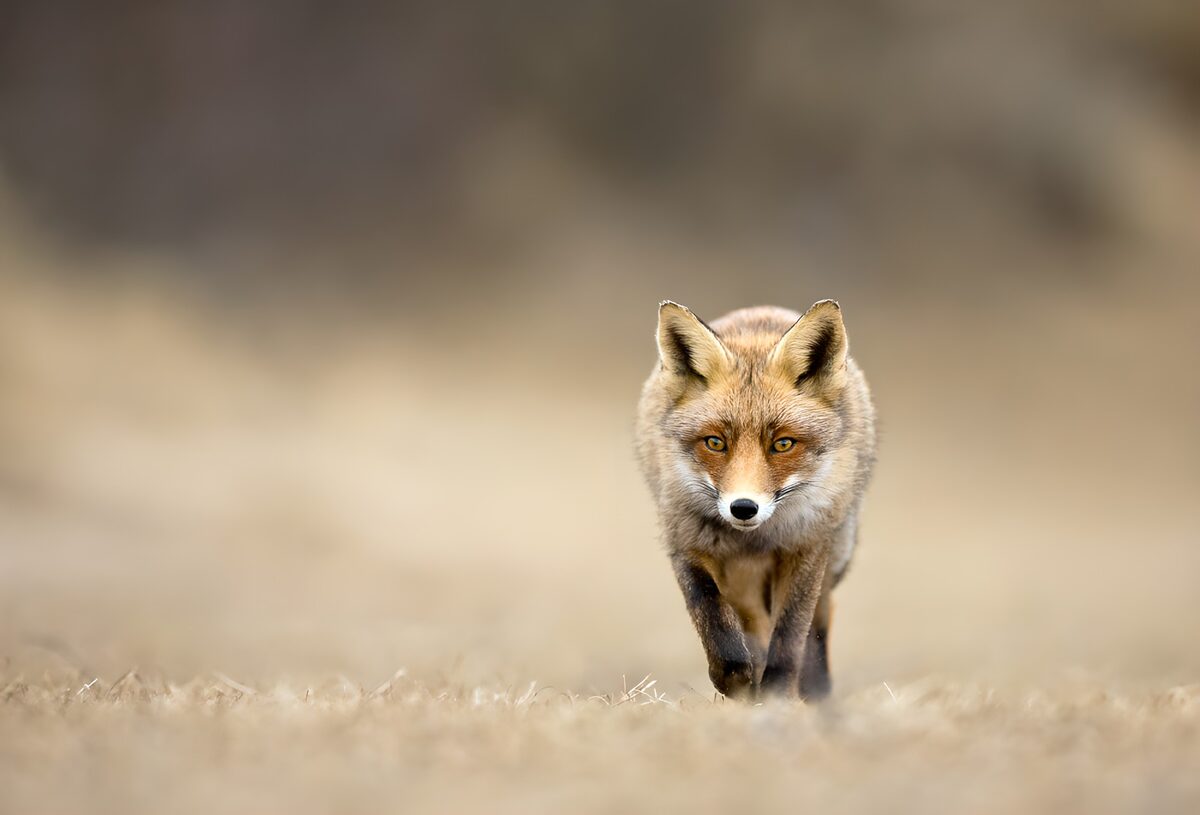 TPFR37389: Renard dans la nature