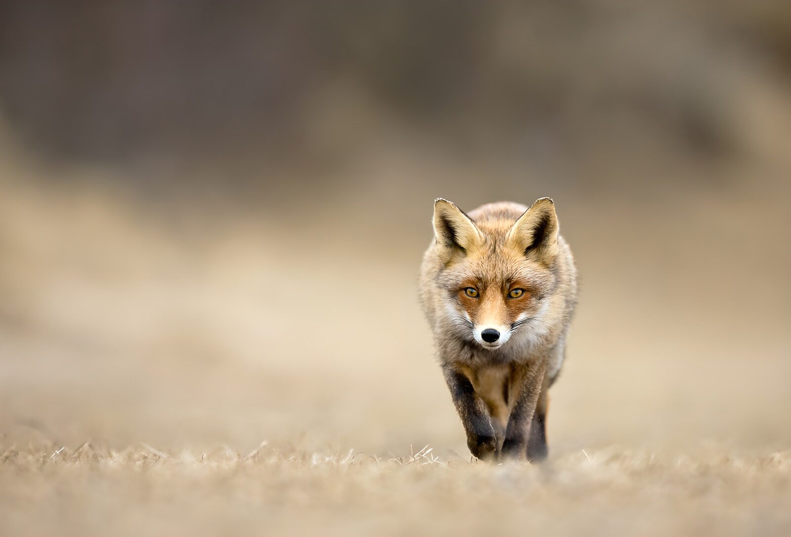 TPFR37389: Renard dans la nature