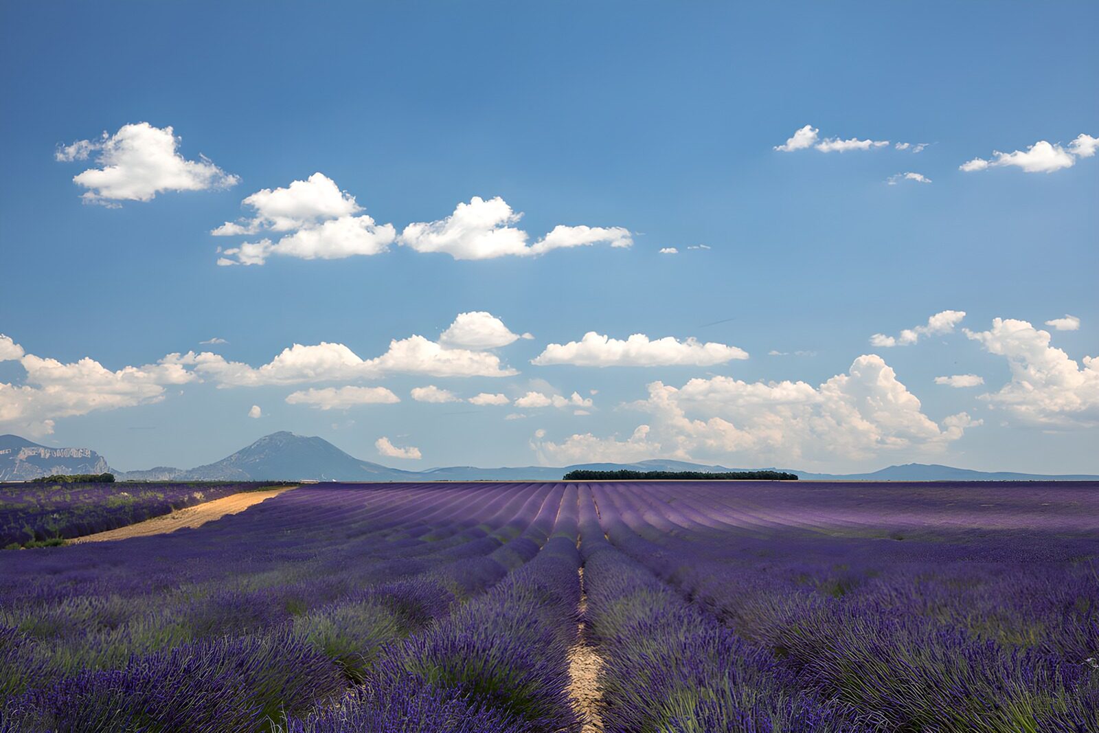 TPFR82086: Champs de Lavande en Provence
