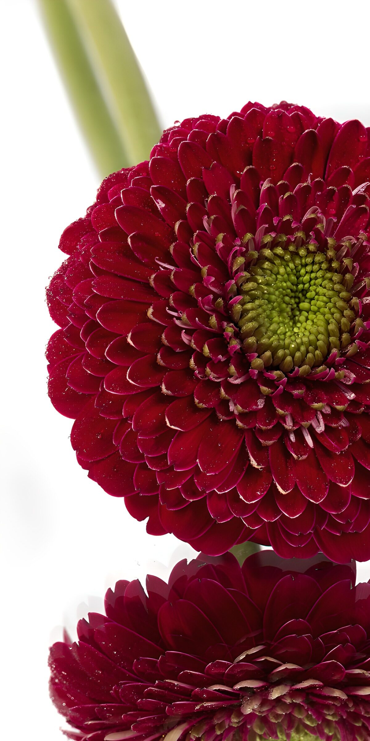 TPFR90631: Fleur éclatante de gerbera rouge
