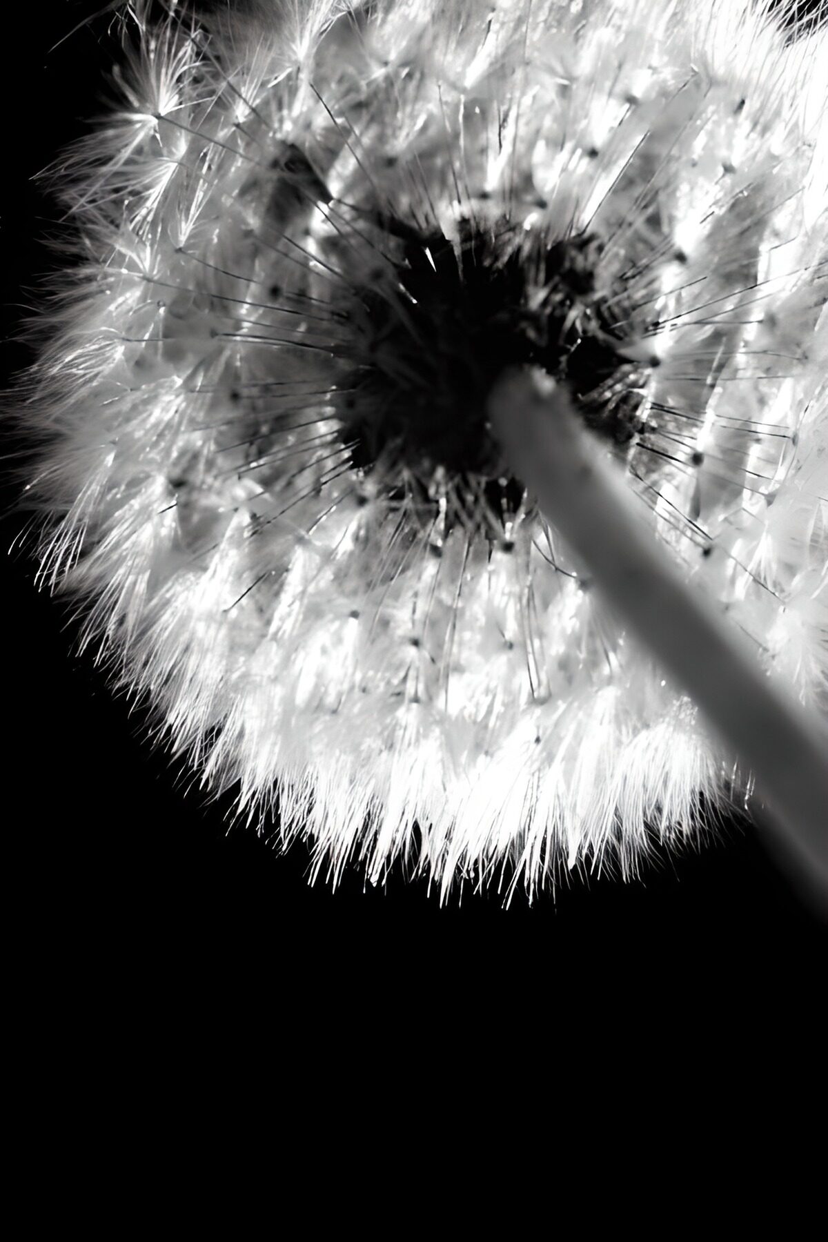 TPFR49181: Photo de fleurs 138