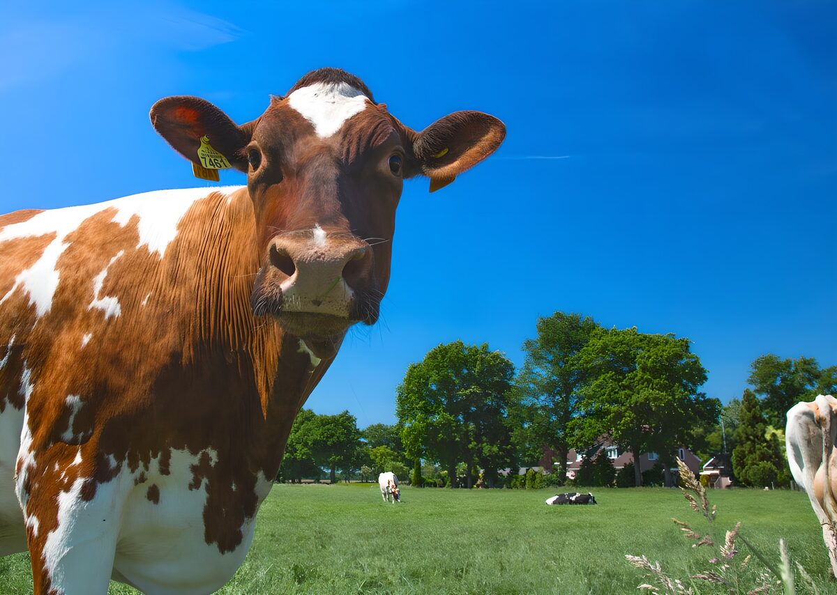 TPFR78683: Vache paisible dans un champ ensoleillé