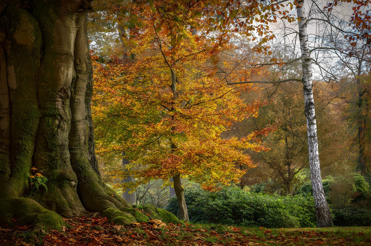 TPFR22830: Arbres d'automne dans le parc