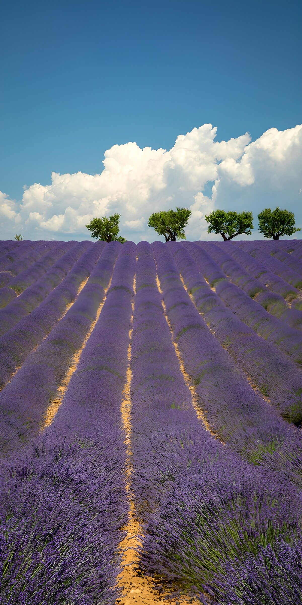 TPFR25338: Champs de lavande en Provence