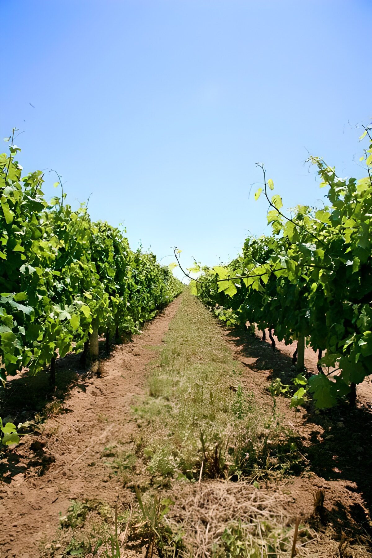 Perspective dans un vignoble sur fond de ciel bleu