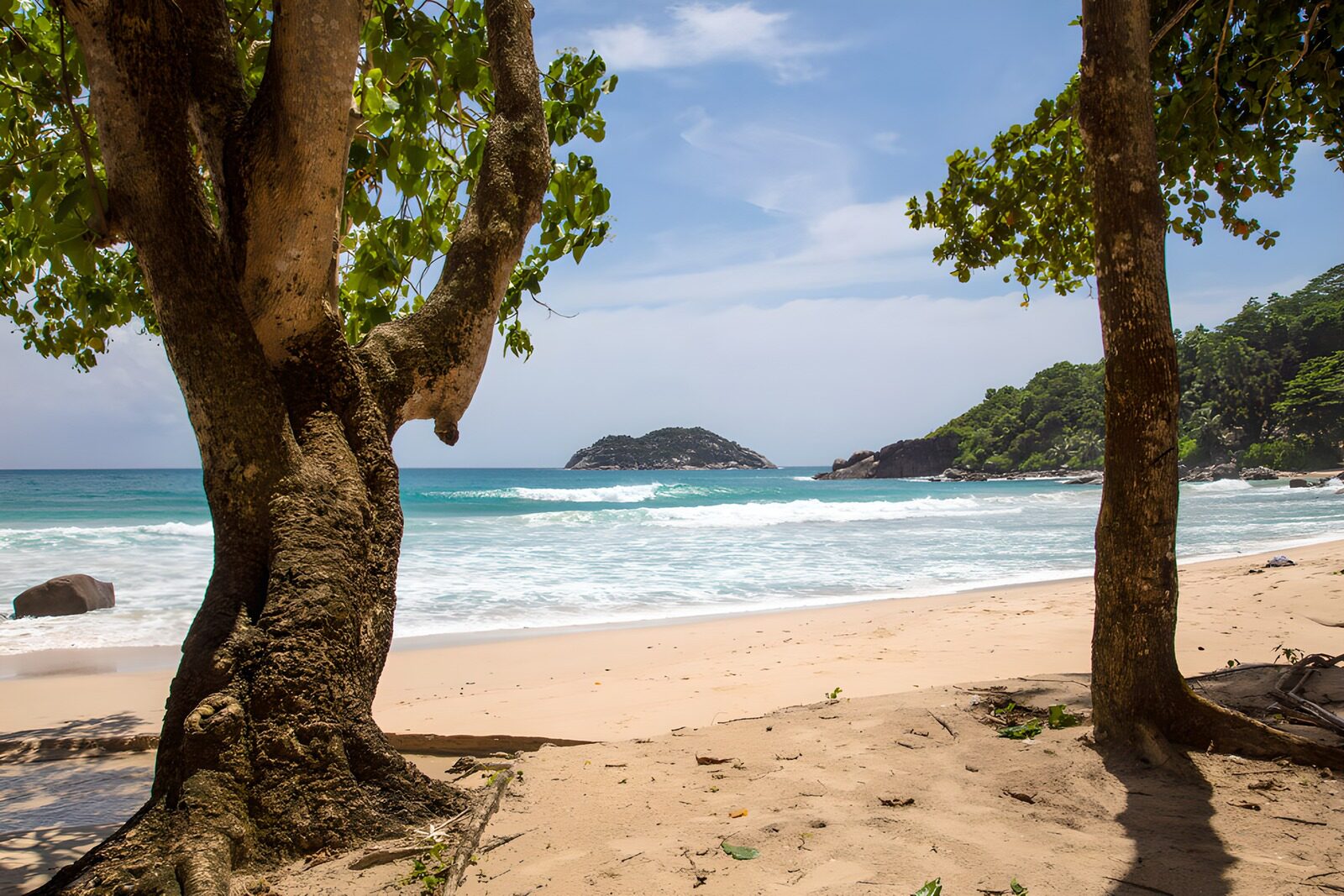 TPFR88990: Plage tranquille entourée de palmiers