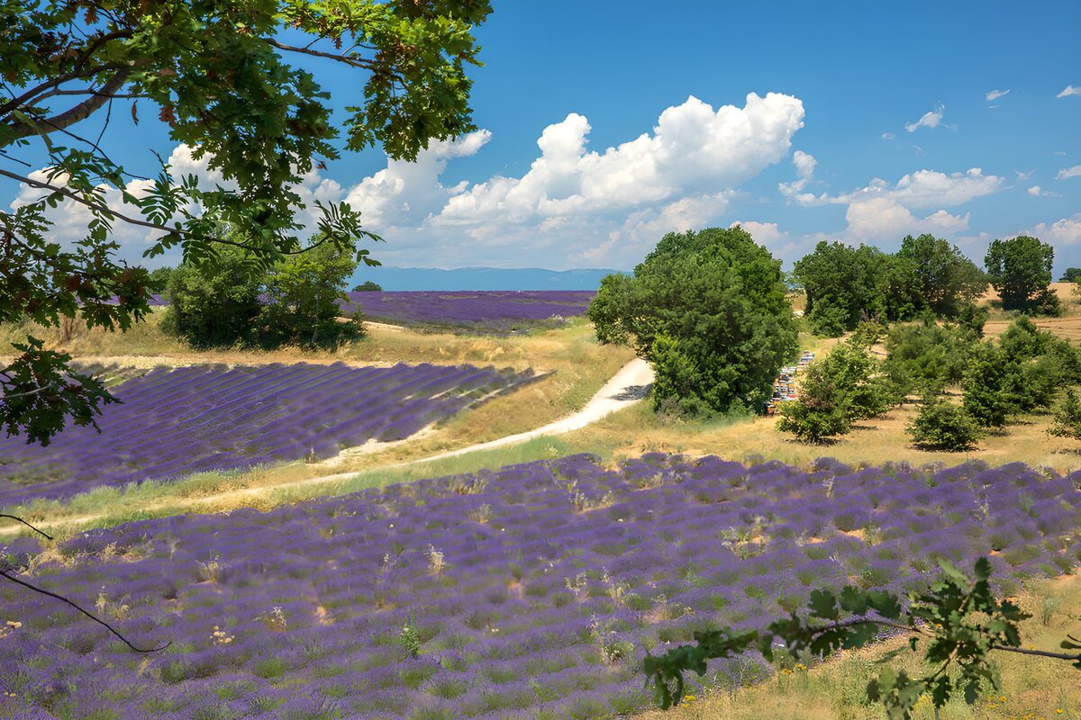 TPFR94992: Champs de lavande en Provence