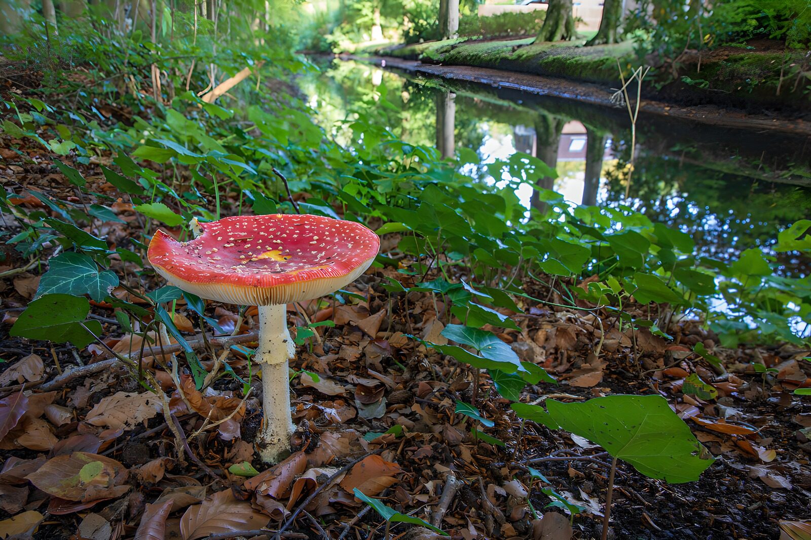 TPFR75691: Champignon rouge près de la rivières