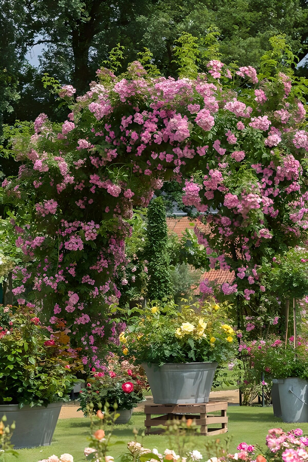 TPFR33569: Arc fleuri plein de roses colorées