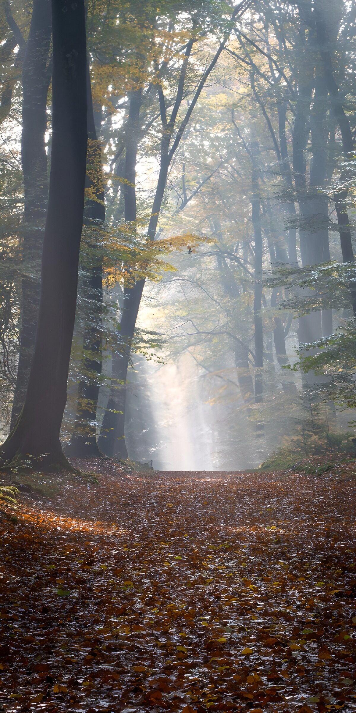 TPFR62188: Chemin lumineux dans la forêt automnale