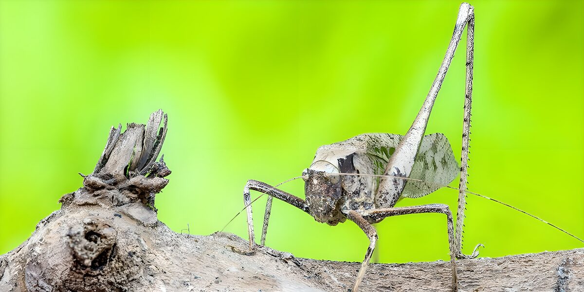TPFR47126: Sauterelle camouflée sur une branche