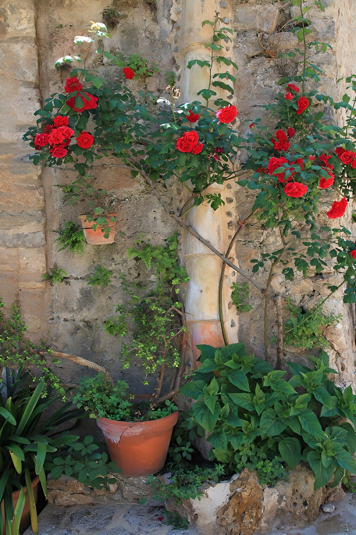 TPFR31861: Jardin de roses éclatantes