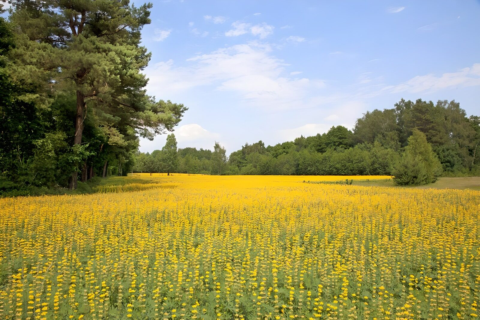 TPFR87987: Champ de fleurs jaunes en pleine nature