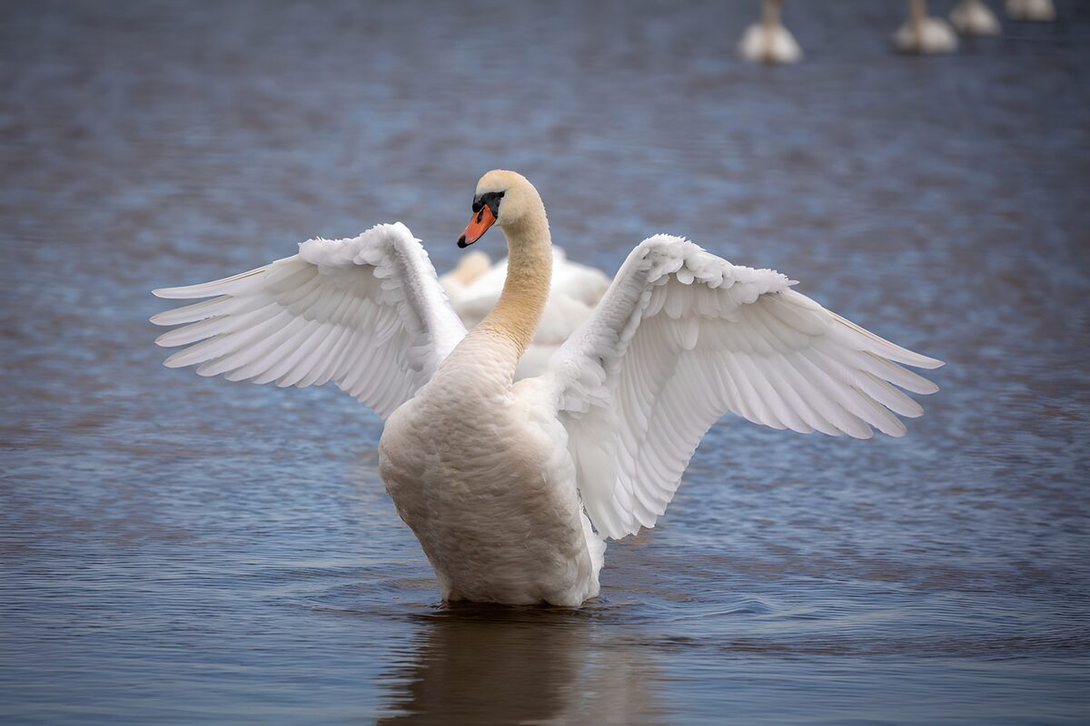 TPFR68616: Cygne majestueux sur l'eau calme