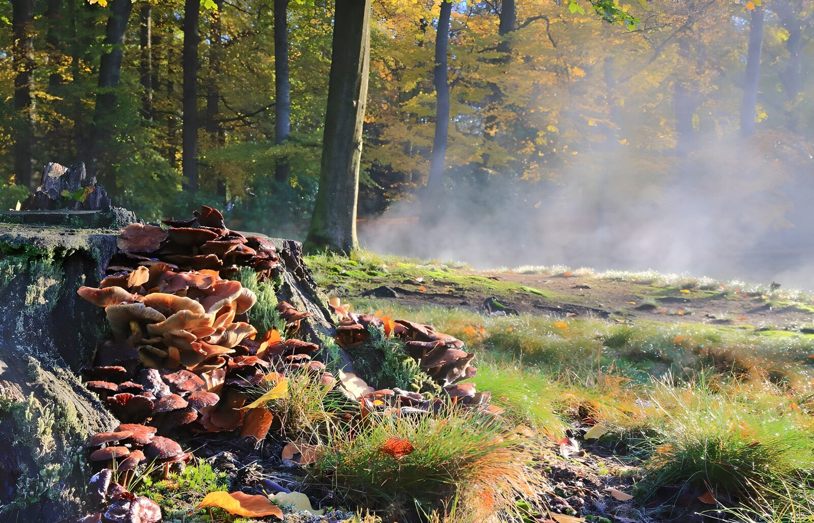 TPFR27977: Champignons sur une souche dans les bois