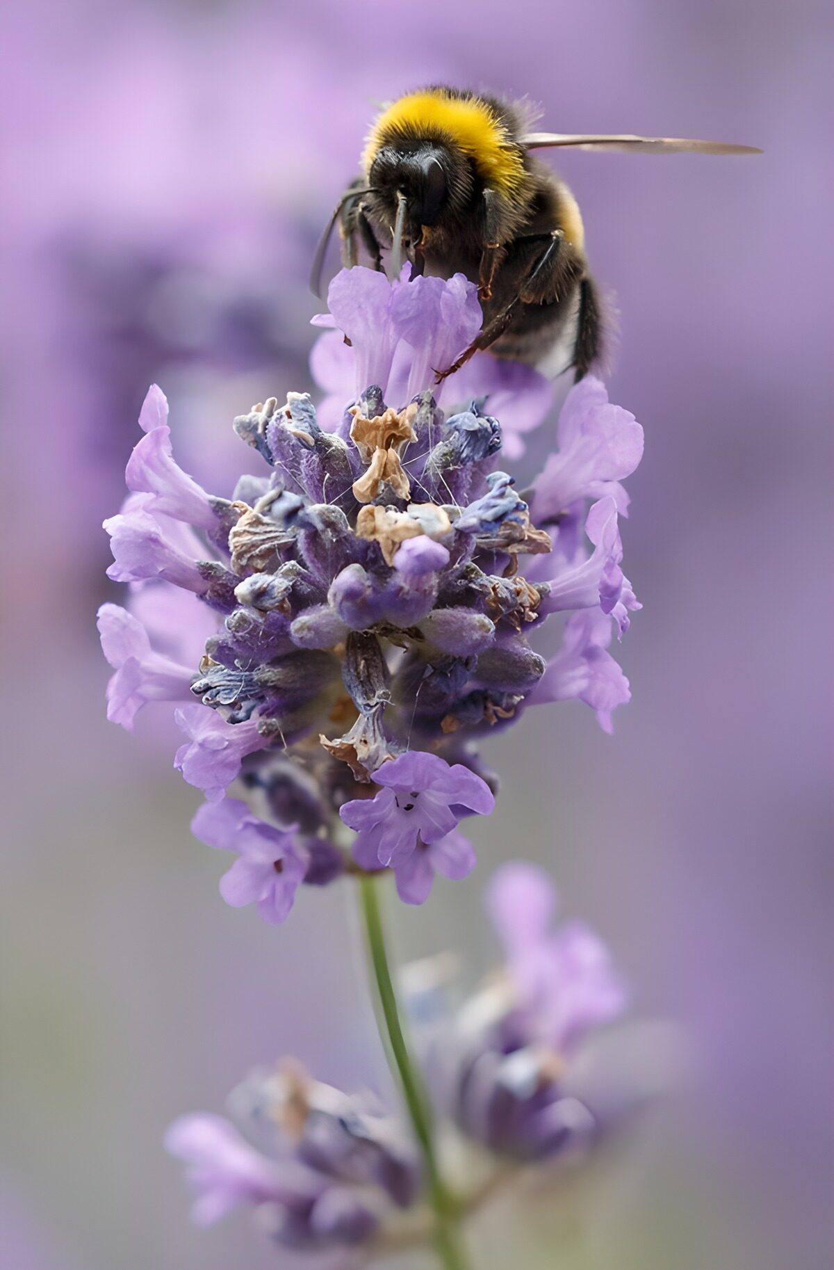 TPFR86947: Abeille sur lavande