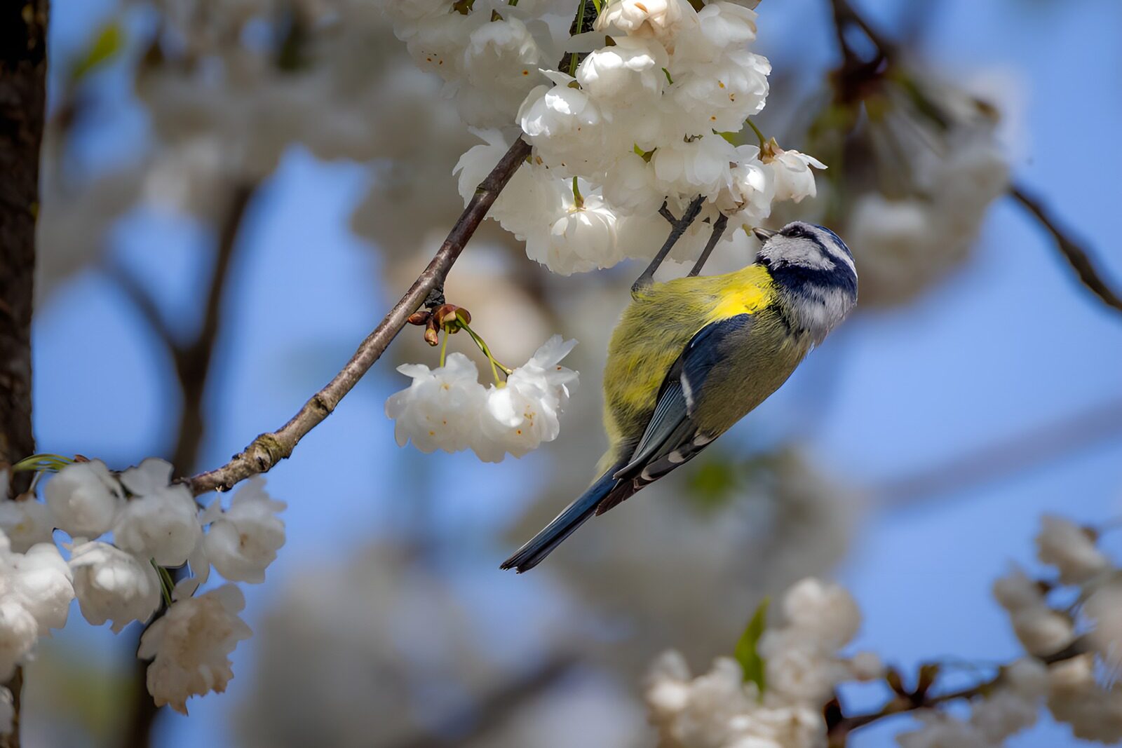 TPFR86543: Mésange bleue parmi les fleurs blanches