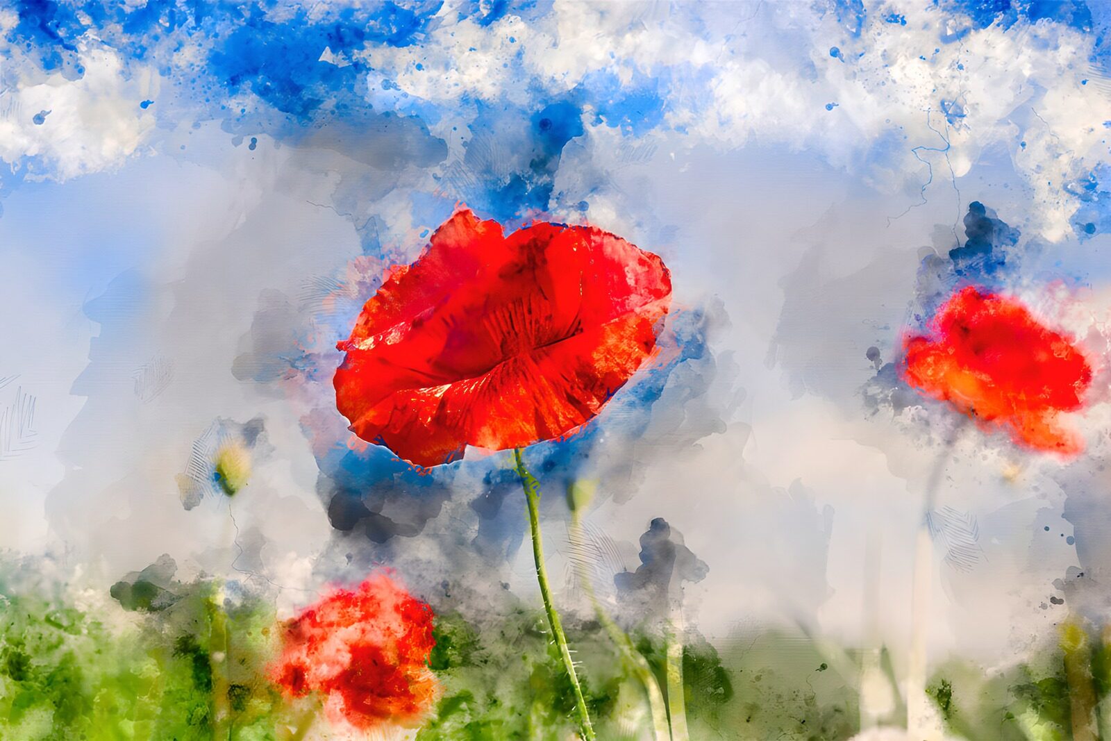 TPFR70293: Champs de coquelicots colorés