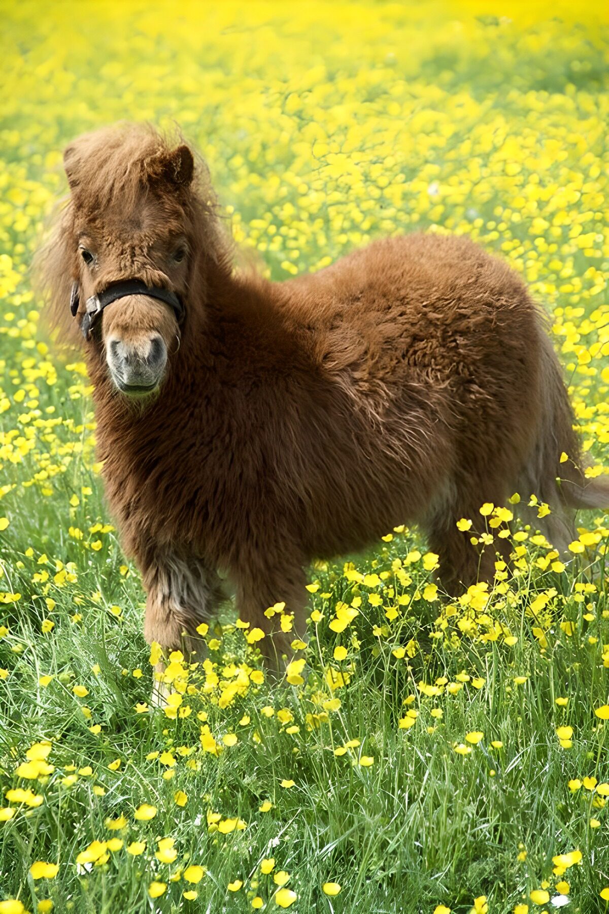 TPFR16196: Poney mignon dans un champ fleuri