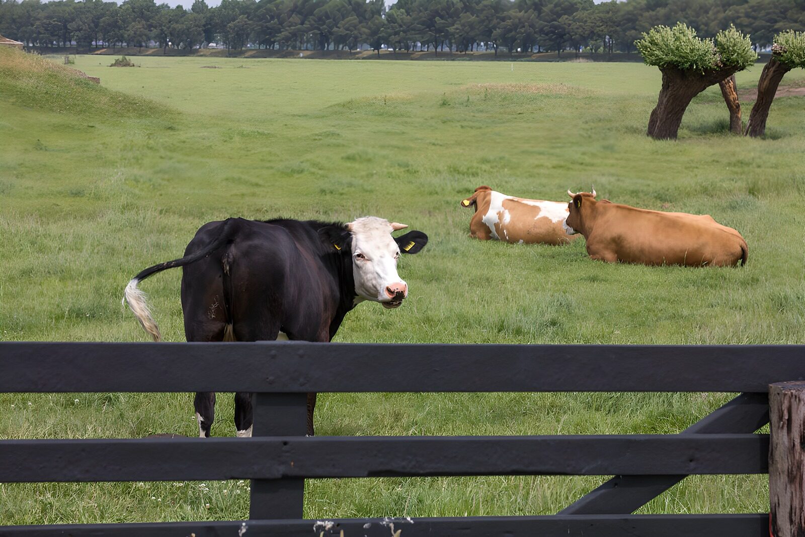 TPFR39428: Vaches paissant dans un champ verdoyant