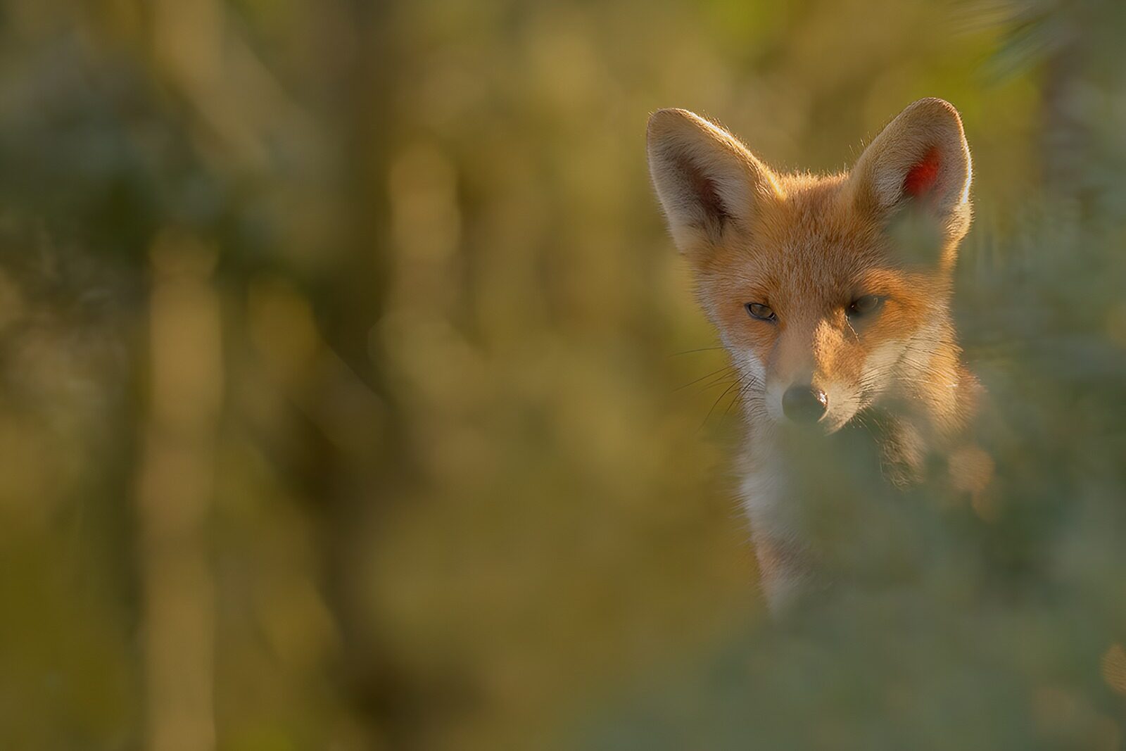 TPFR16720: Renard mystérieux dans la forêt
