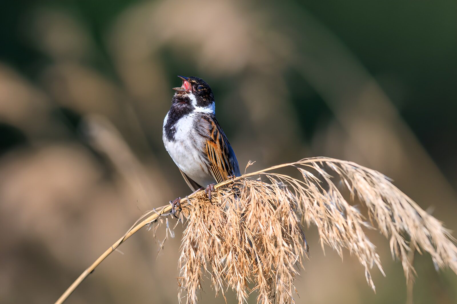 TPFR50323: Chant d'un oiseau sur une tige d'herbe