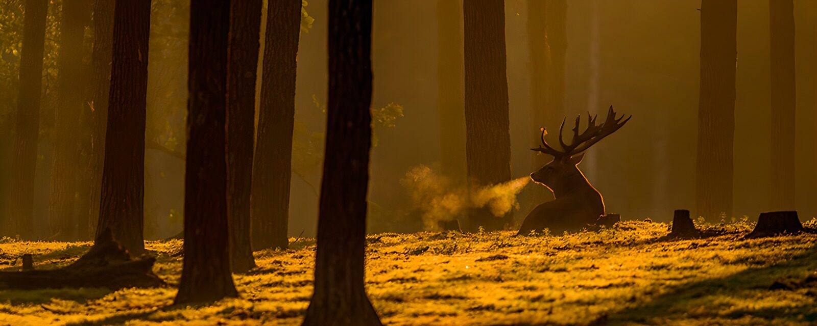 TPFR20741: Un cerf majestueux dans les rayons du soleil