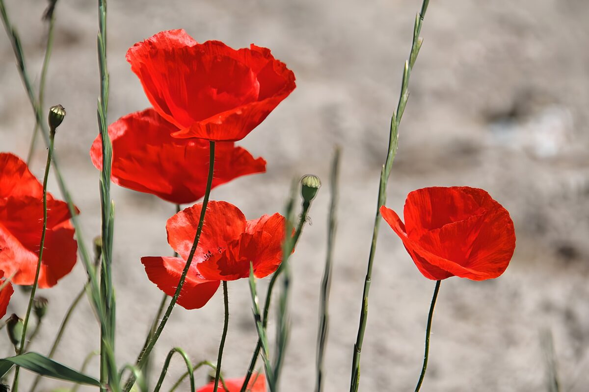 TPFR53517: Fleurs de coquelicot en pleine floraison
