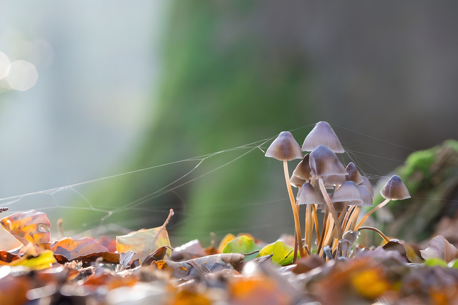 TPFR99104: Champignons et toile d'araignée dans la forêt