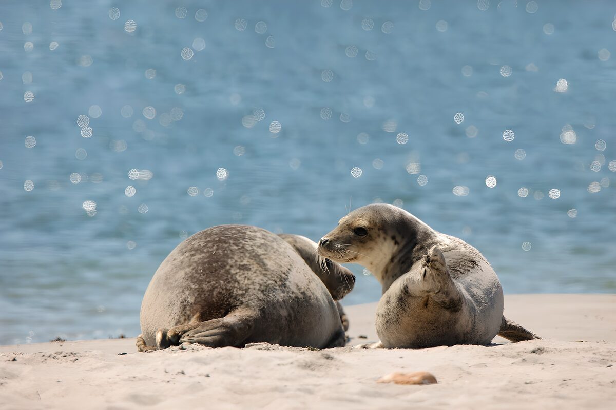 Phoques se reposant sur la plage