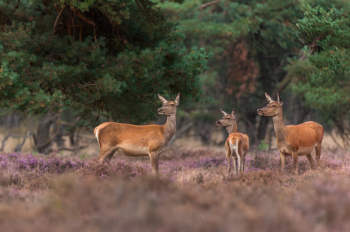 Cerfs dans la nature paisible
