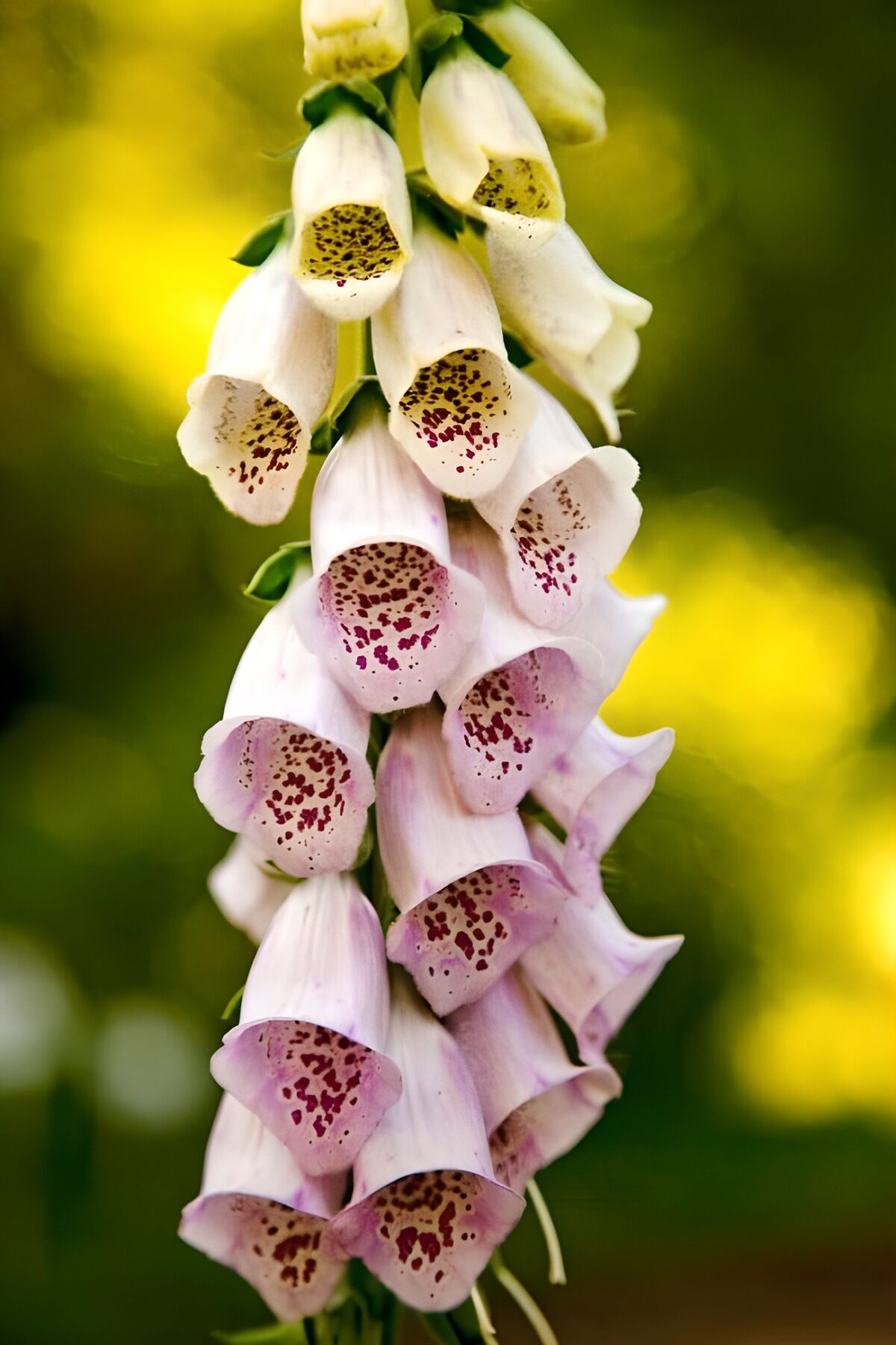 Fleurs de digitales en pleine floraison