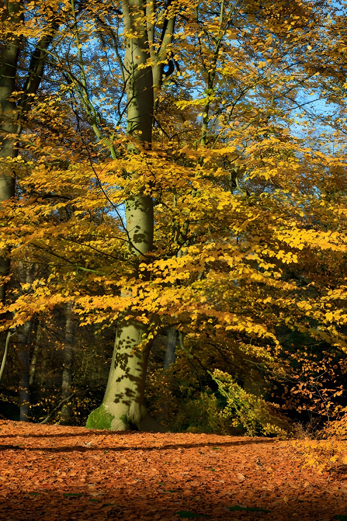 TPFR49617: Automne doré en forêt