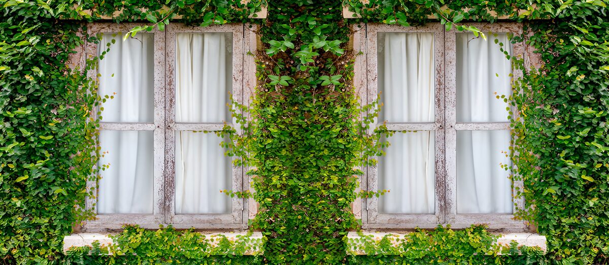 TPFR12474: Fenêtre entourée de verdure
