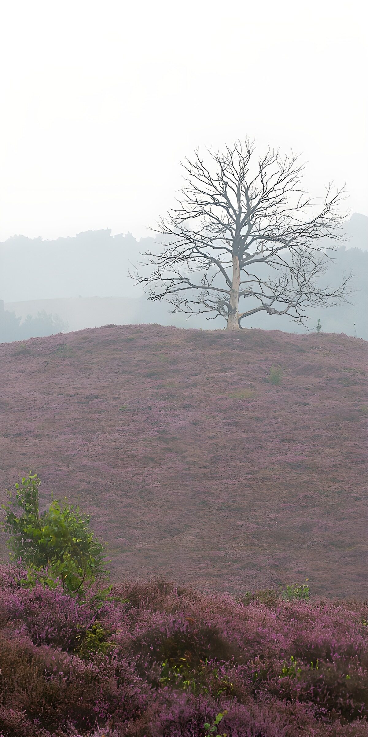 TPFR97501: Arbre solitaire dans la bruyère