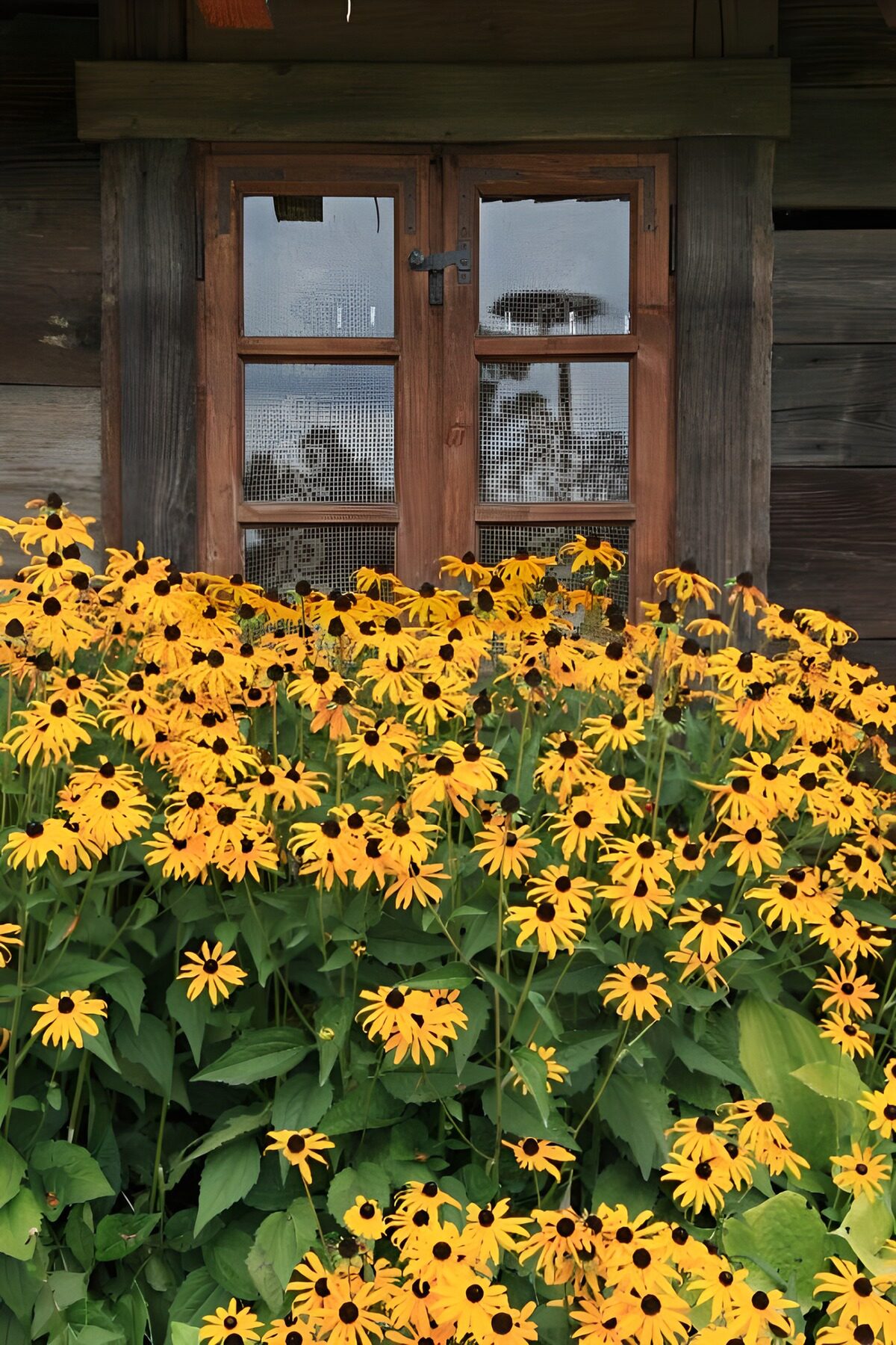 Fleurs jaunes devant une fenêtre en bois