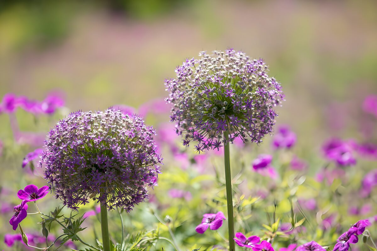 Fleurs violettes épanouies au printemps