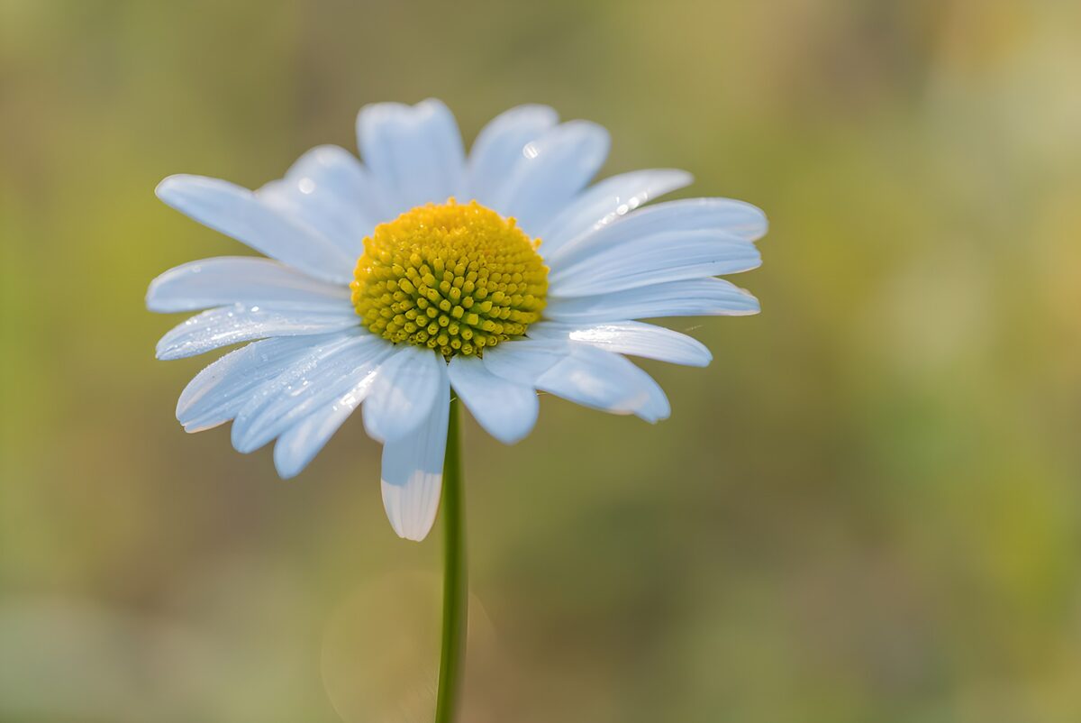 TPFR35561: Fleur de marguerite sous la rosée