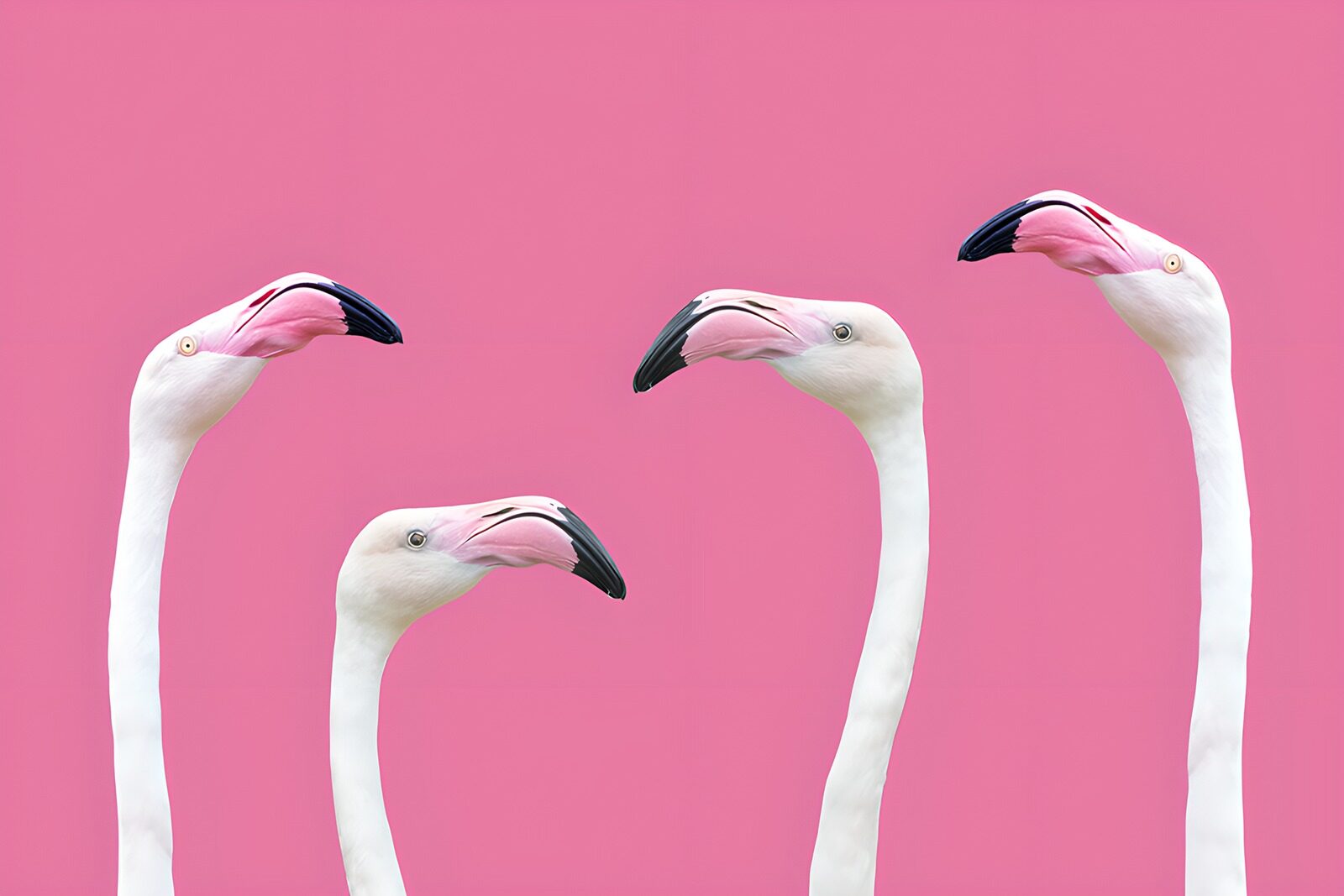 TPFR15604: Flamants sur un fond rose