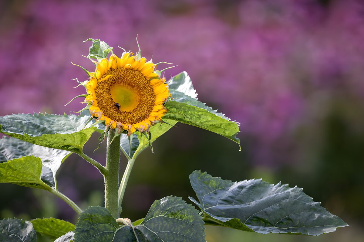 Tournesol en pleine floraison
