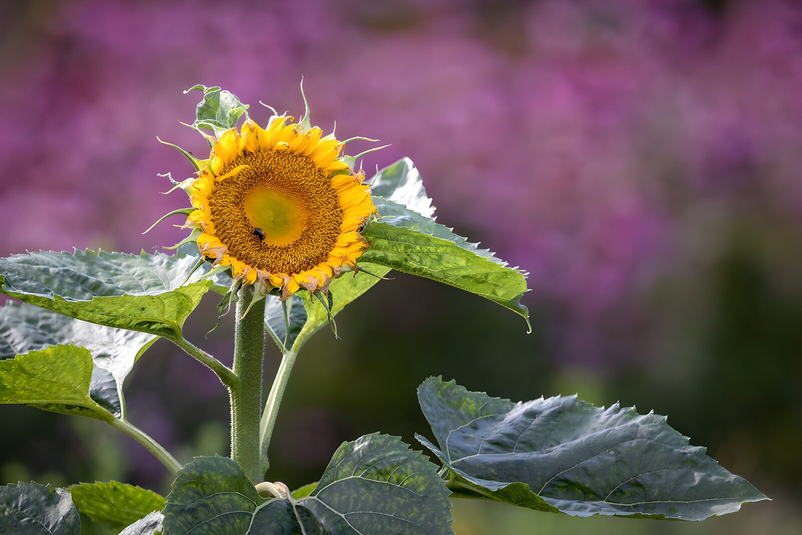TPFR69296: Tournesol en pleine floraison