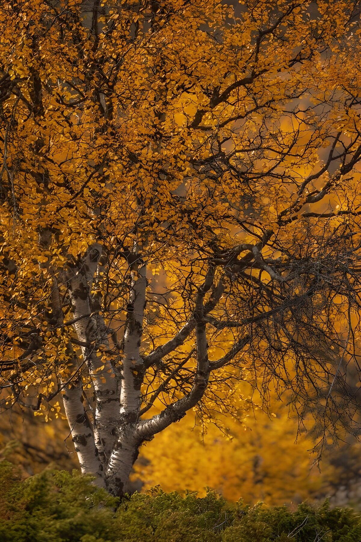 TPFR49896: Arbre aux feuilles dorées en automne