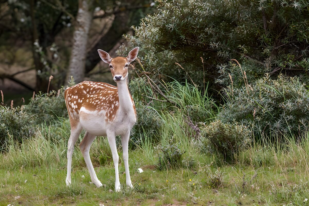 TPFR65575: Faon élégant dans la nature