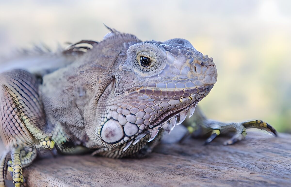 Iguane au repos sur une surface naturelle