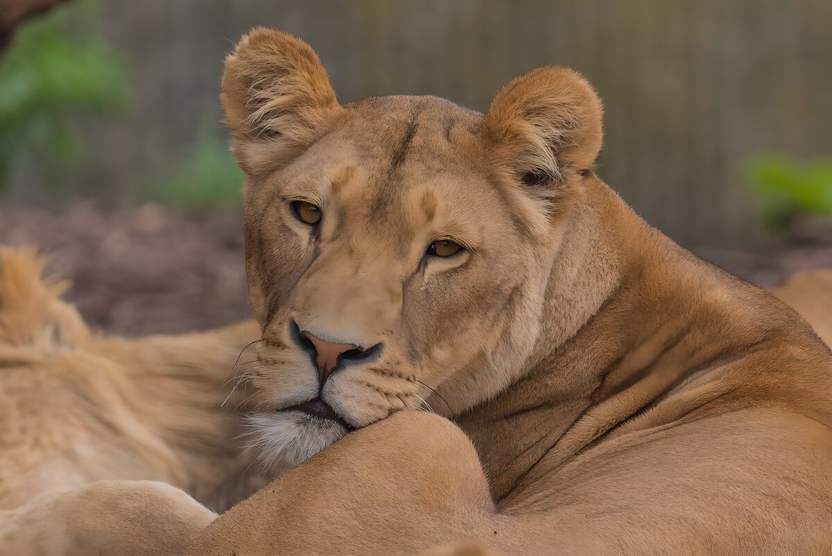 TPFR47102: Lionne reposant dans la savane