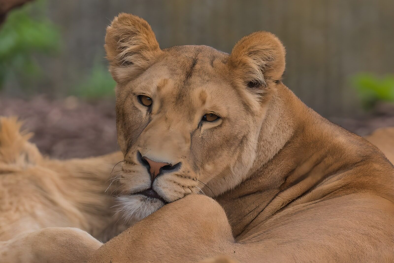TPFR47102: Lionne reposant dans la savane