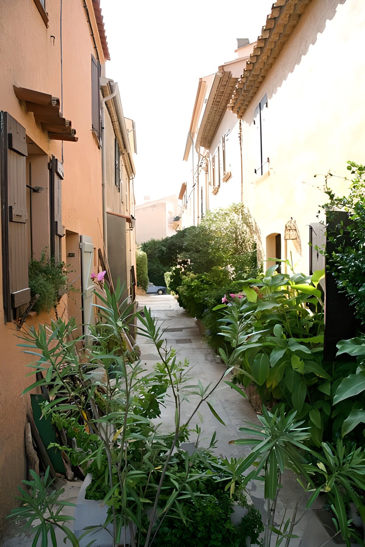 TPFR98026: Plantes en pots avec une ruelle en arrière-plan 2